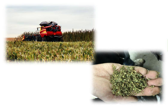 Máquina da extração da extração CBD de THC, equipamento da extração da pequena escala CBD